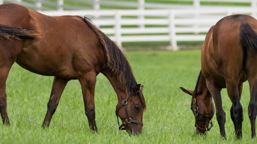 Two horses graze in a field.