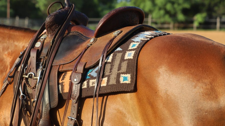 A horse wearing a saddle with a bridle hanging off the saddle horn.