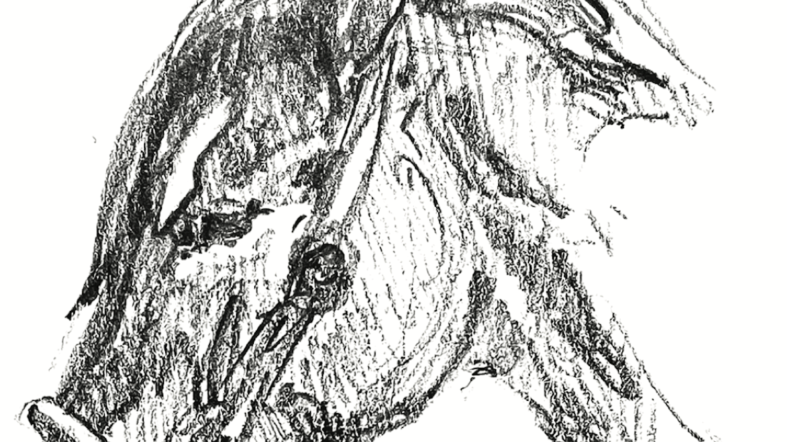 An illustration of a horse head.
