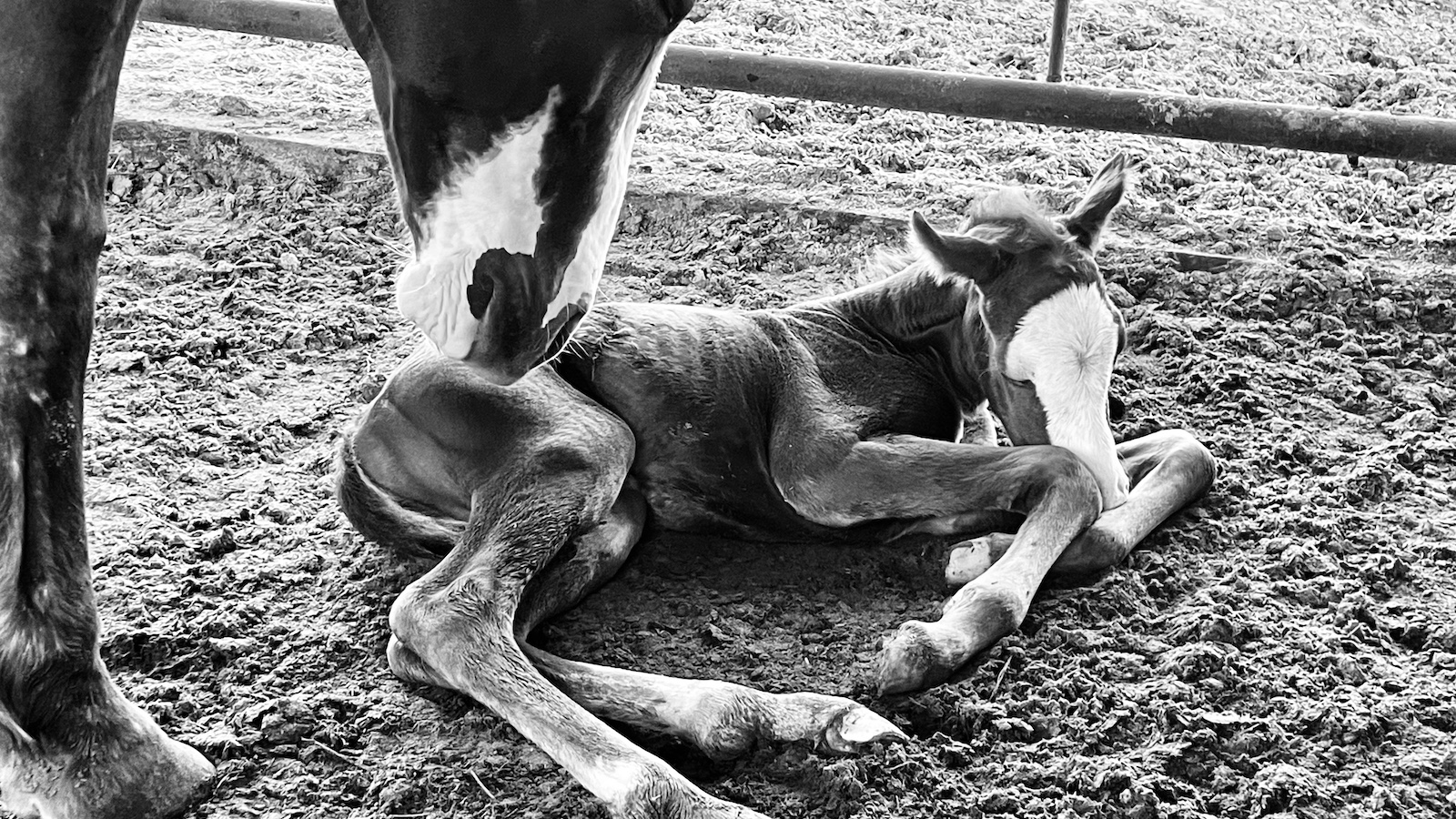 A pretty little bald-faced foal that hit the ground in the early hours, in the chilly still of a dark morning.