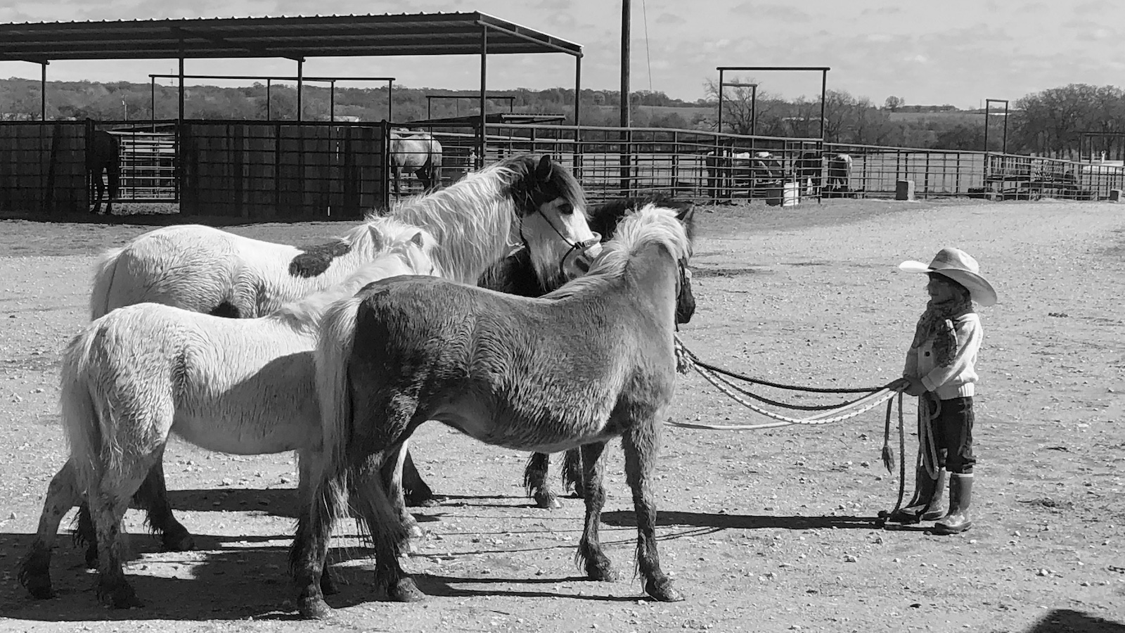 A young child stands holding a group of ponies.