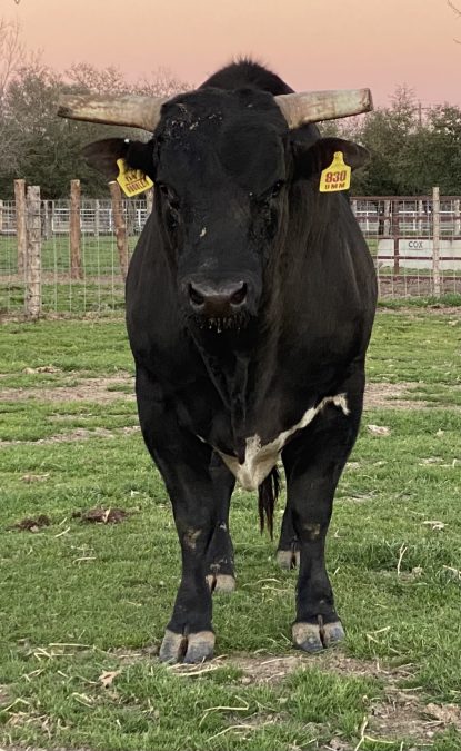 Umm the bull.