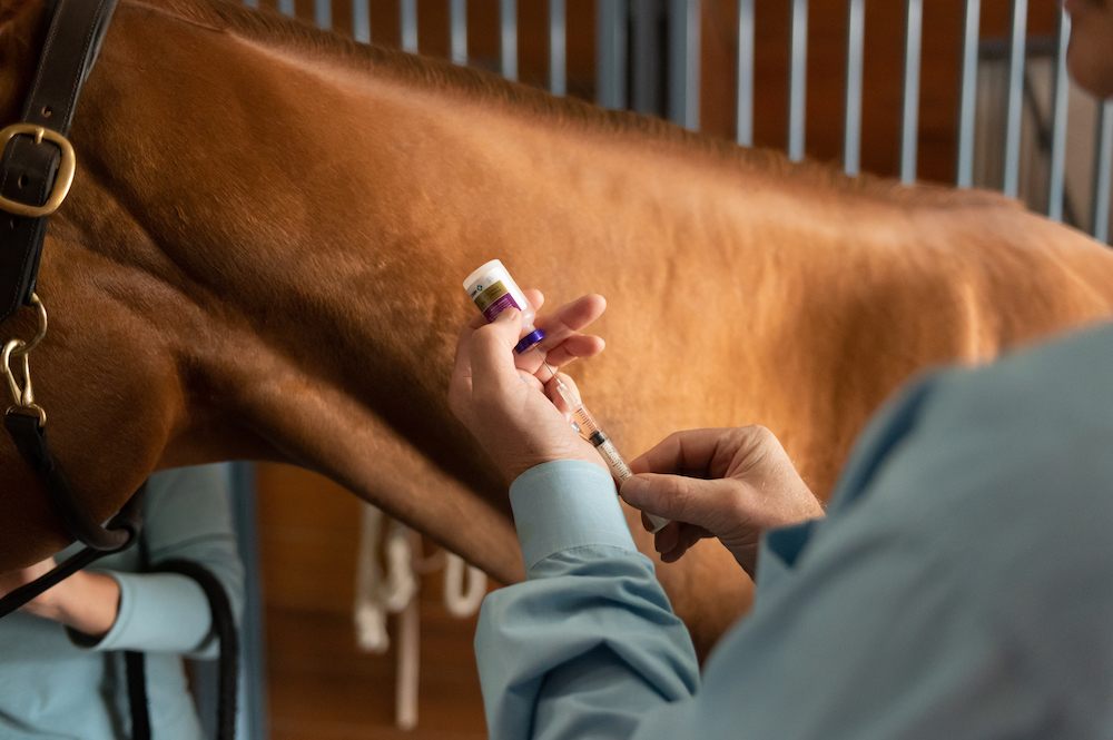 Horse receiving PRESTIGE vaccine. 