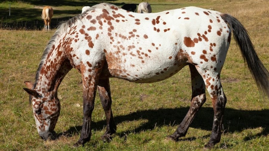An Appaloosa horse eating in a pasture.