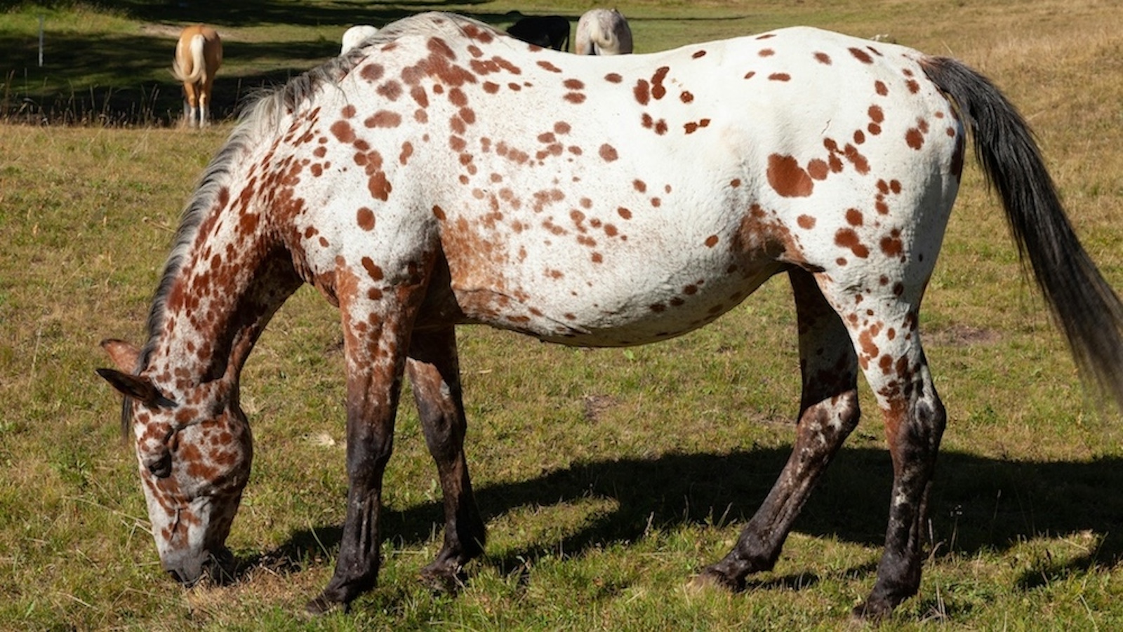 An Appaloosa horse eating in a pasture.