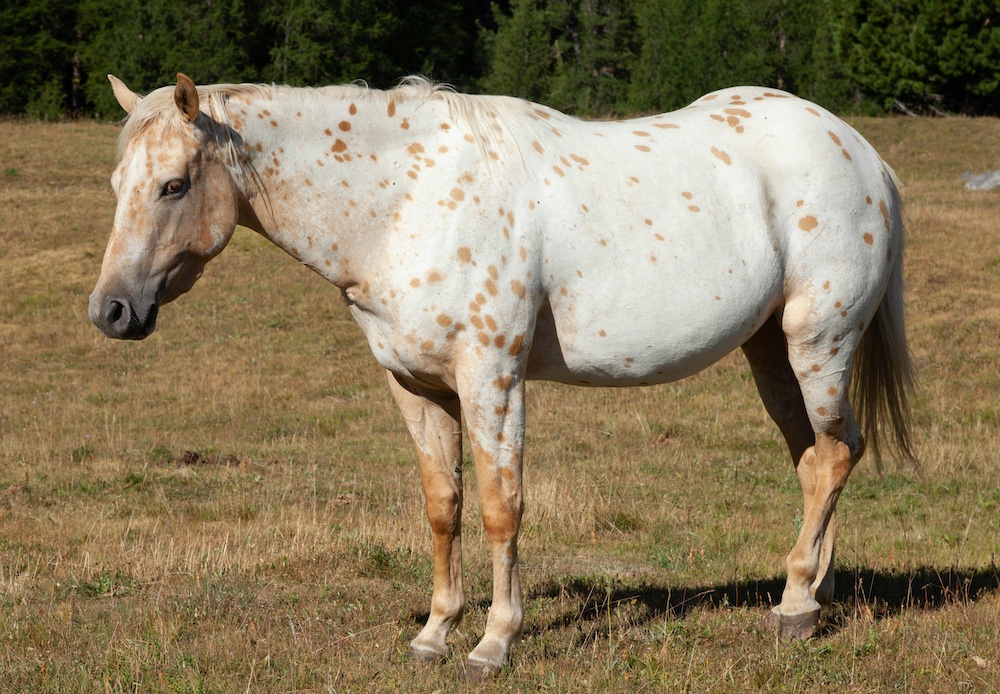 A horse standing in a field.