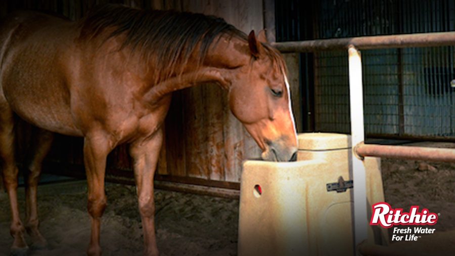 Sorrel Horse drinking out of a Ritchie automatic waterer