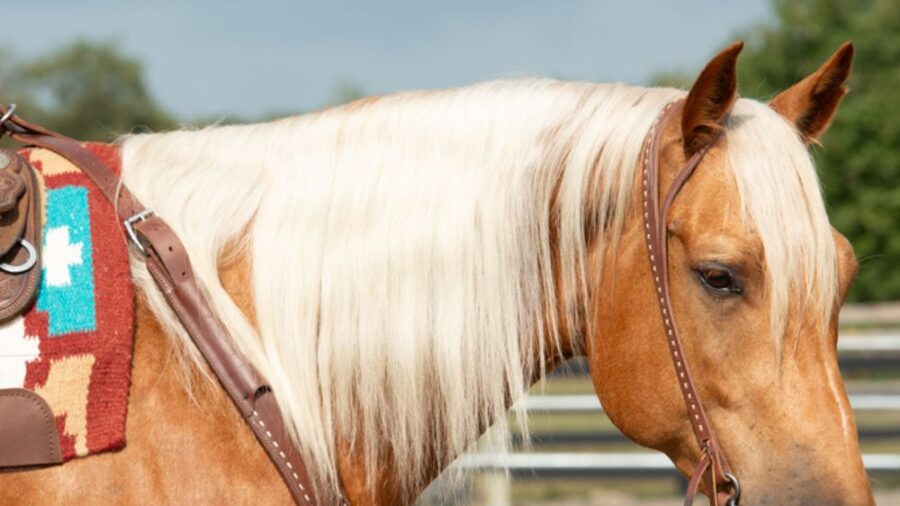 New Weaver Leather tack set