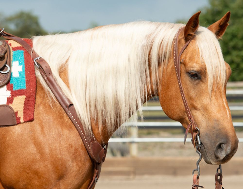 New Weaver Leather tack set
