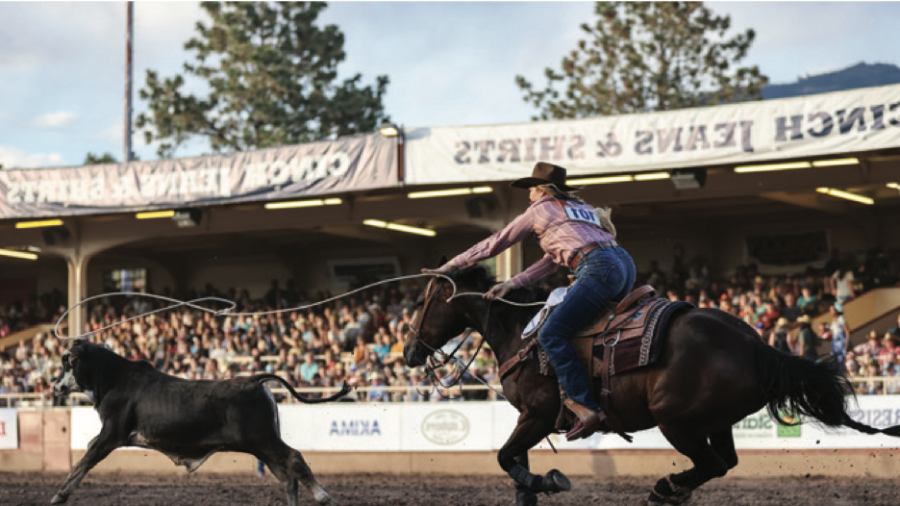 A girl ropes a calf at a rodeo.