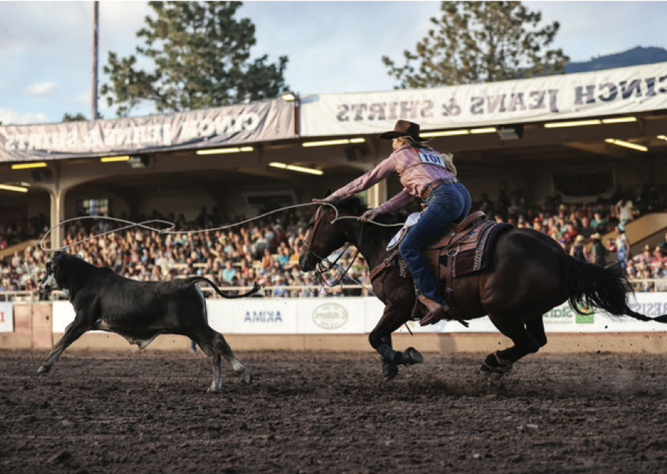 A girl ropes a calf at a rodeo.