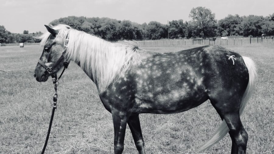 A Chocolate Palomino colored horse standing in a field.