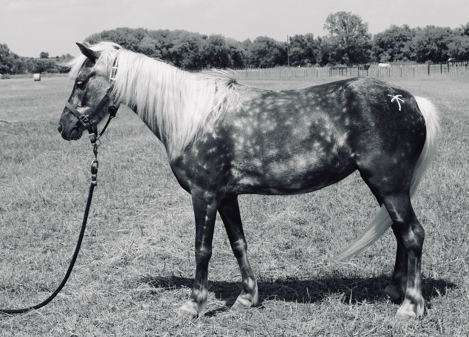 A Chocolate Palomino colored horse standing in a field.