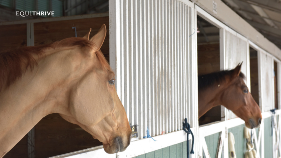 Two horses looking out of their stalls