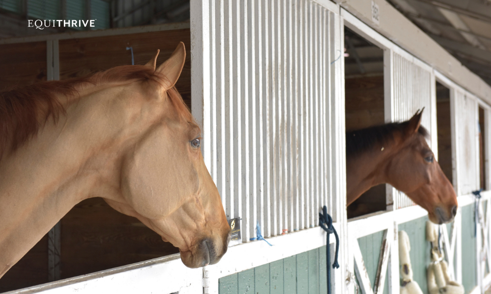 Two horses looking out of their stalls