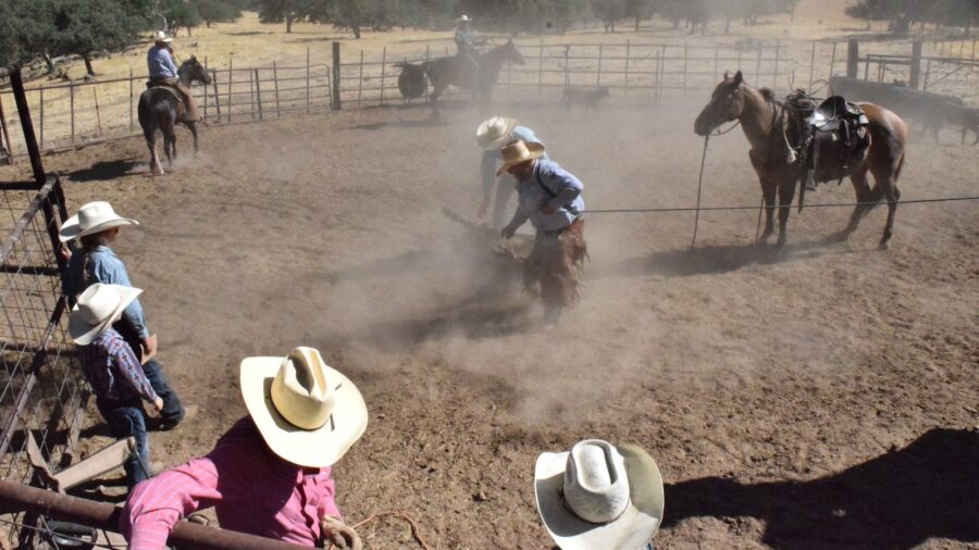 group of cowboys in a pen with a calf