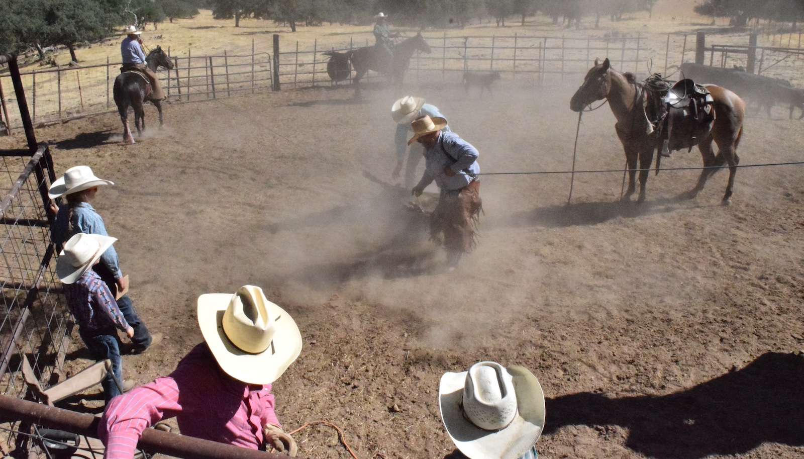 group of cowboys in a pen with a calf