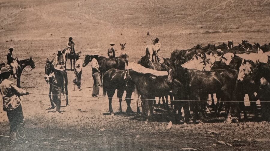 Cowboys rope horses and mules out of a remuda. From the collection of Loren R. Whittemore