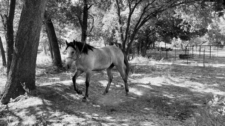 The Patience Tree on Kelli Neubert's property with a yearling learning patience