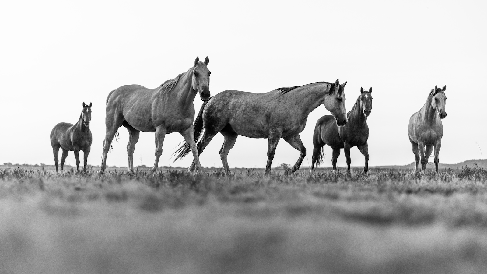 Group of horses on the Pitchfork ranch. Photography by Tammy Sronce