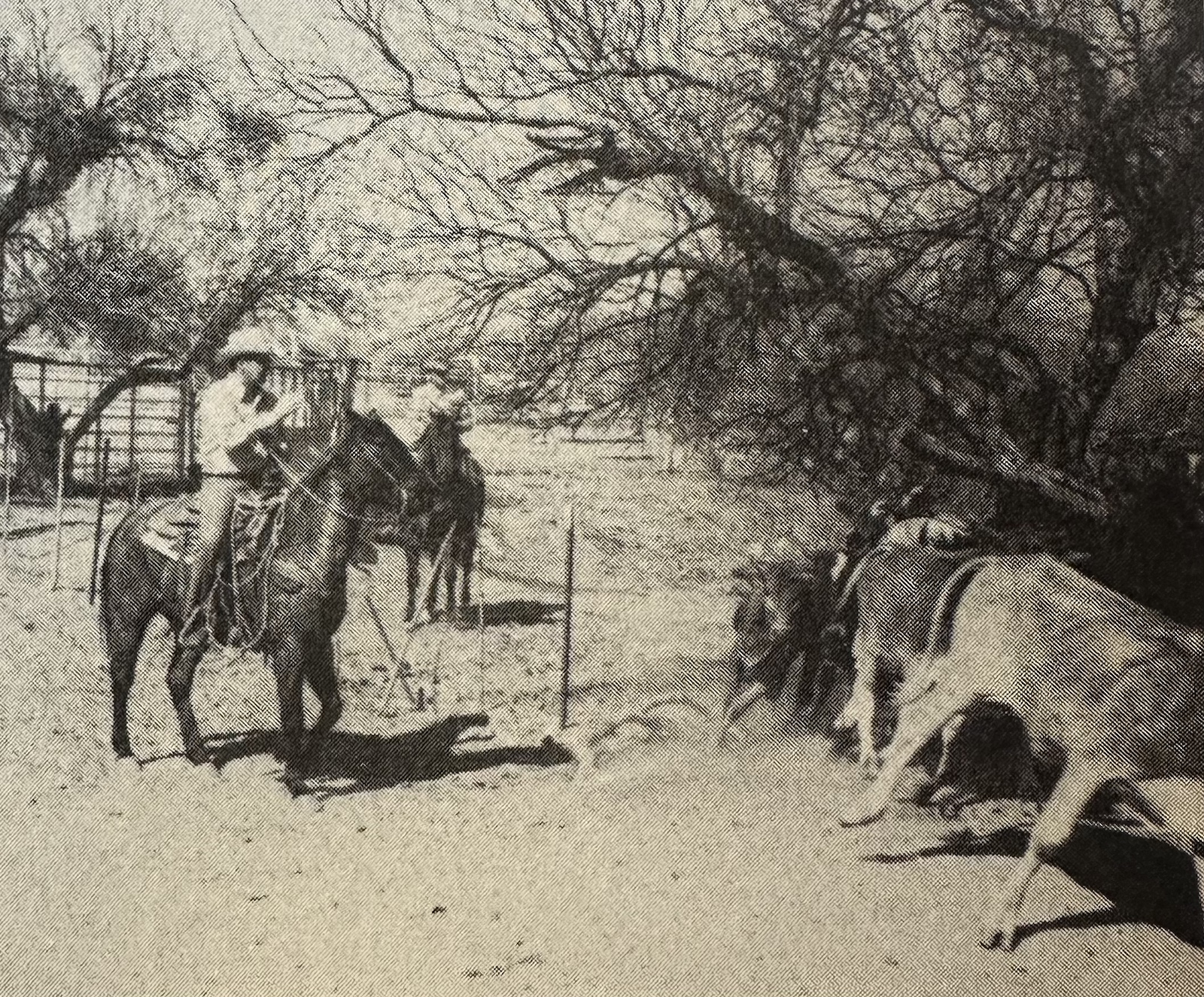 Black and white image of Dick Braten counting steers
