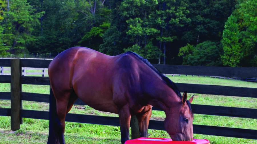 Bay horse drinking out of Ritchie Water