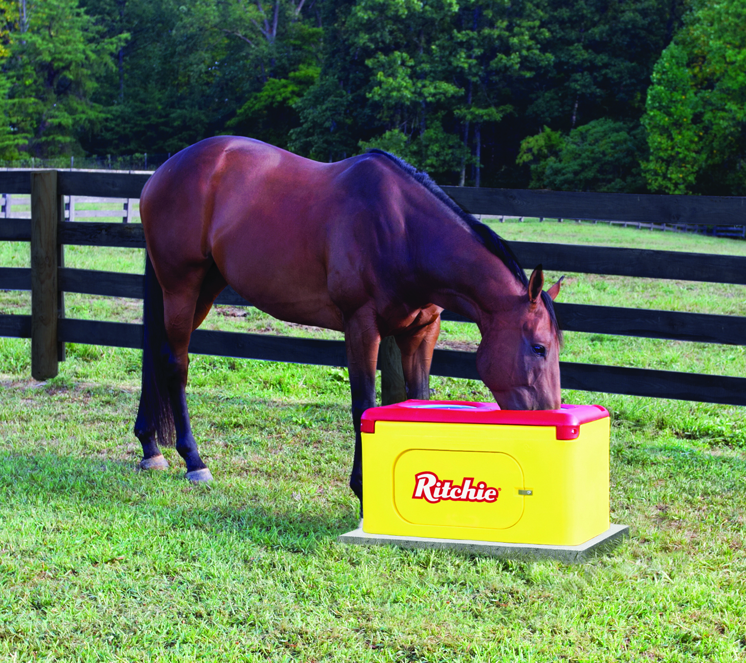Bay horse drinking out of Ritchie Water