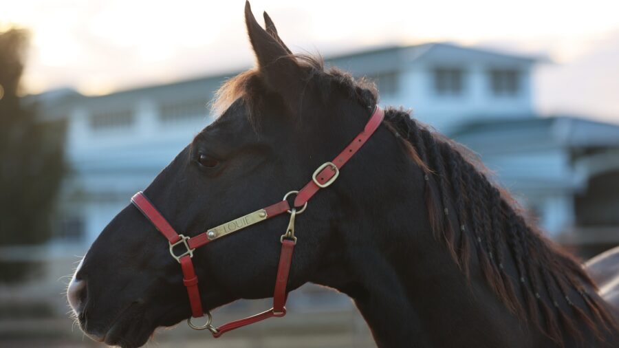 side profile of a horse. Photo by Tammy Sronce