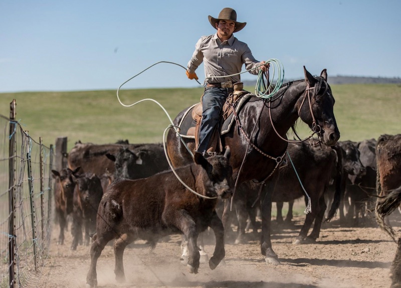 Joseph Bentz on a horse roping a calf. 