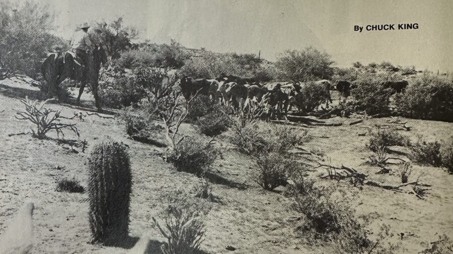 After being branded, the steers were turned onto desert pasture.