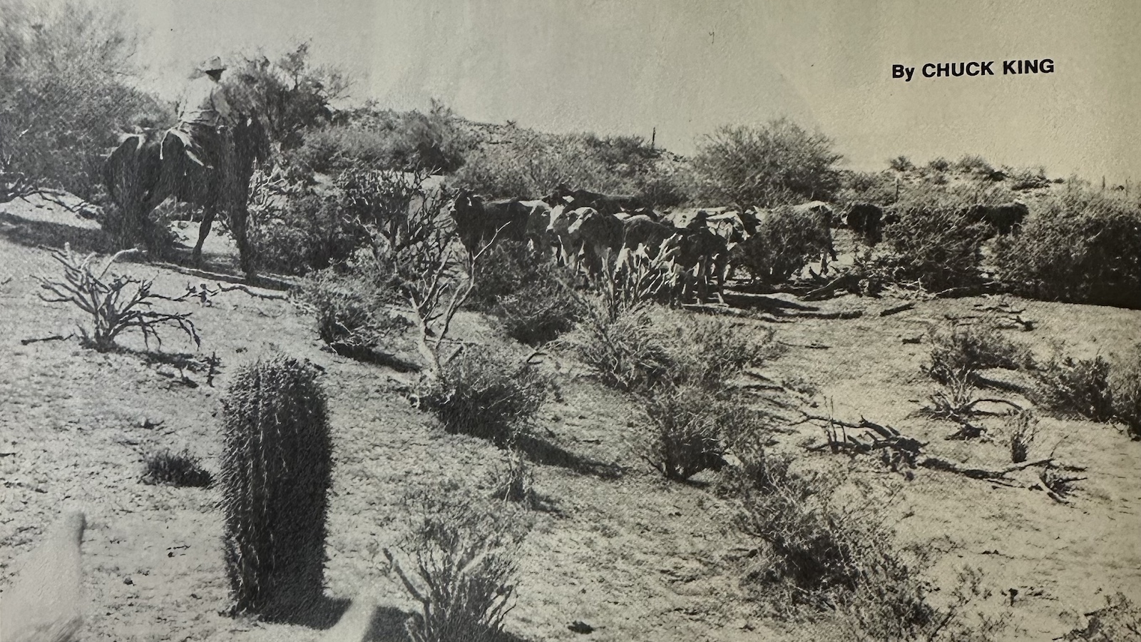After being branded, the steers were turned onto desert pasture.