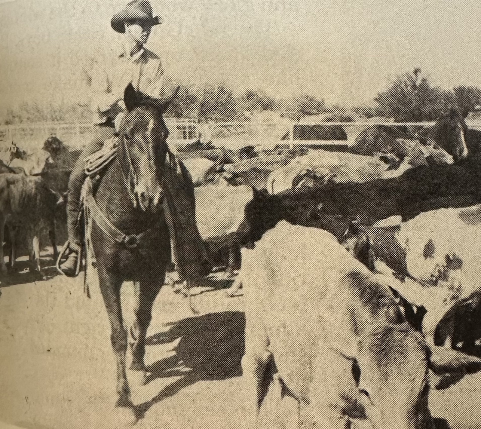 Black and white image of Tim Prosser working steers