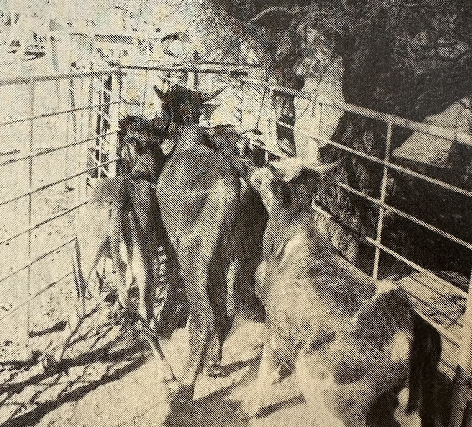 Black and white image of mexican steers going into the branding chute