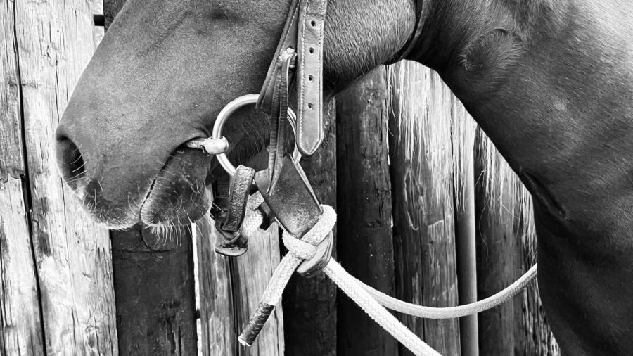 horse with a snaffle bit in mouth. Photo by Kelli Neubert