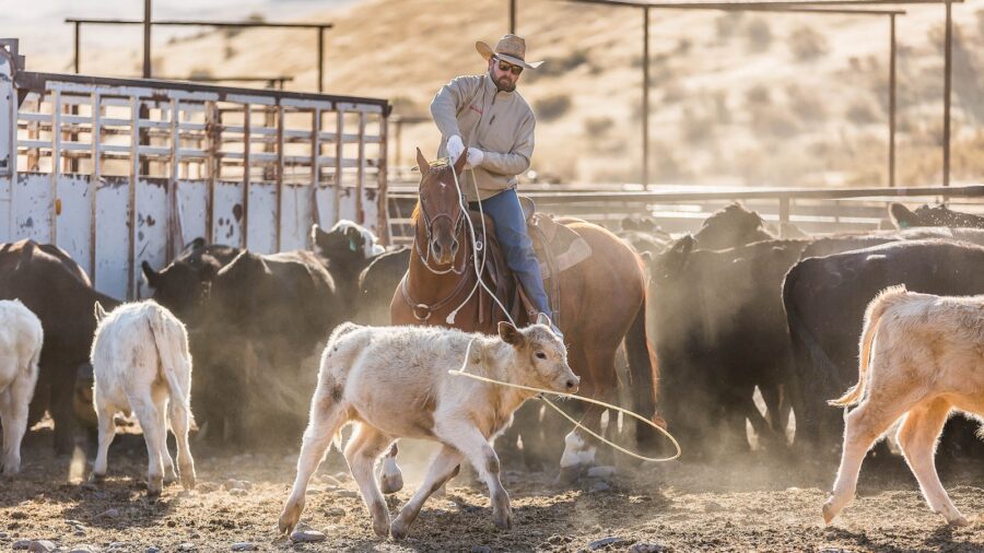 Man on a horse roping calves