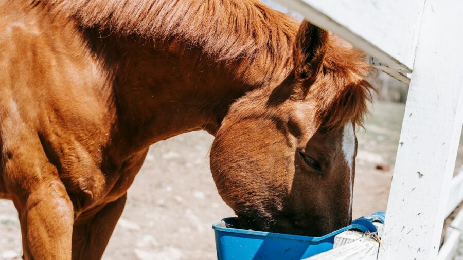 Respiratory diseases easily spread even during routine chores such as feeding.