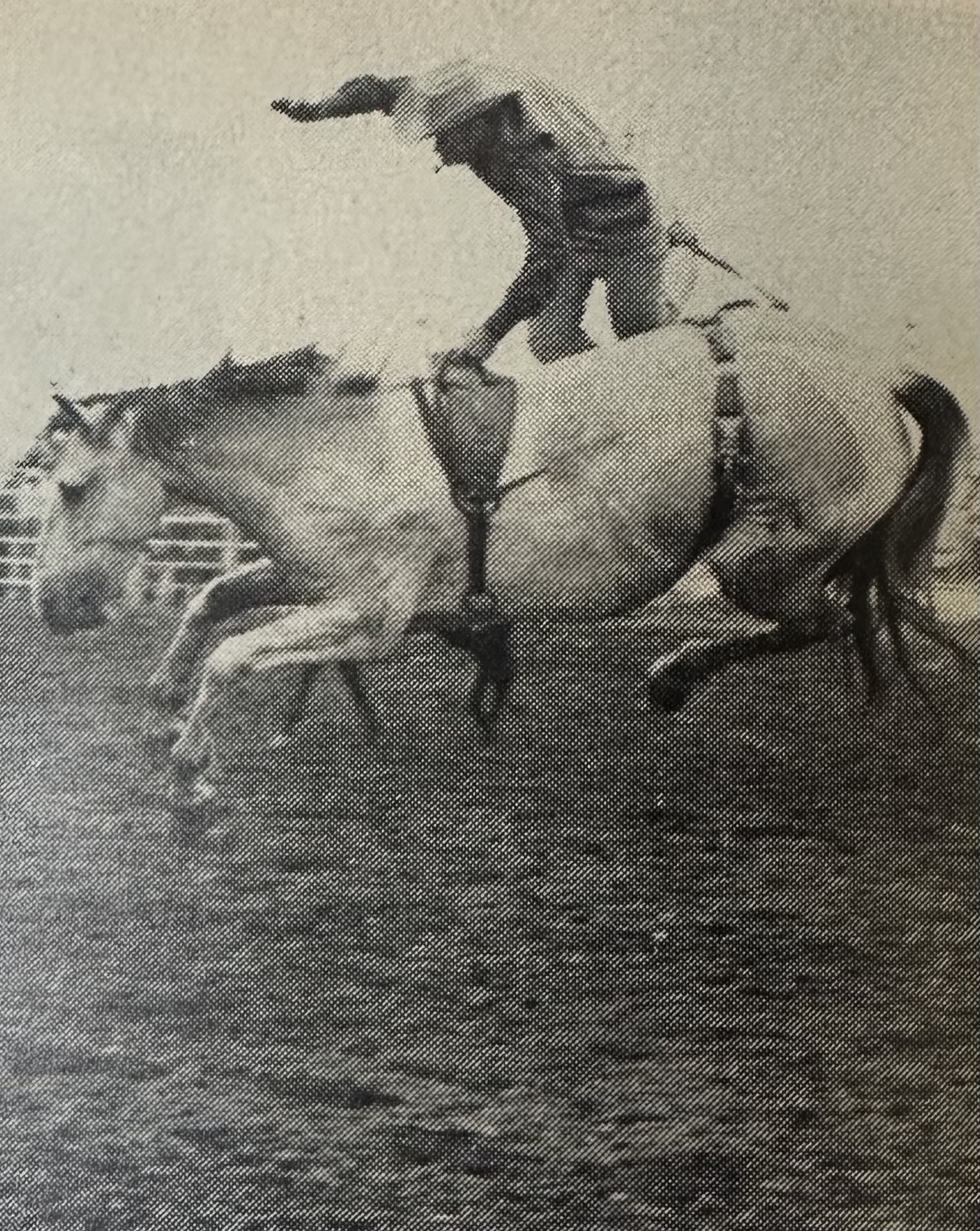 Ramon Gonzales departs gracefully from Chief Crazy Horse (owned by Rodeos, Inc.) at the 18th annual Kankakee, Ill., rodeo this past summer.