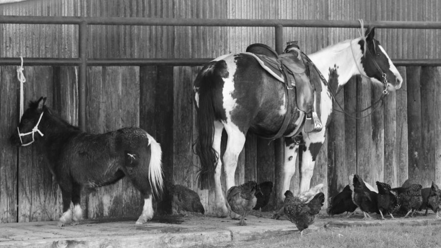 black and white image of horses and chickens