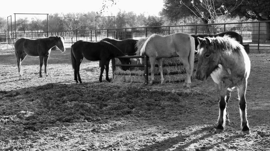 the babysitter horses