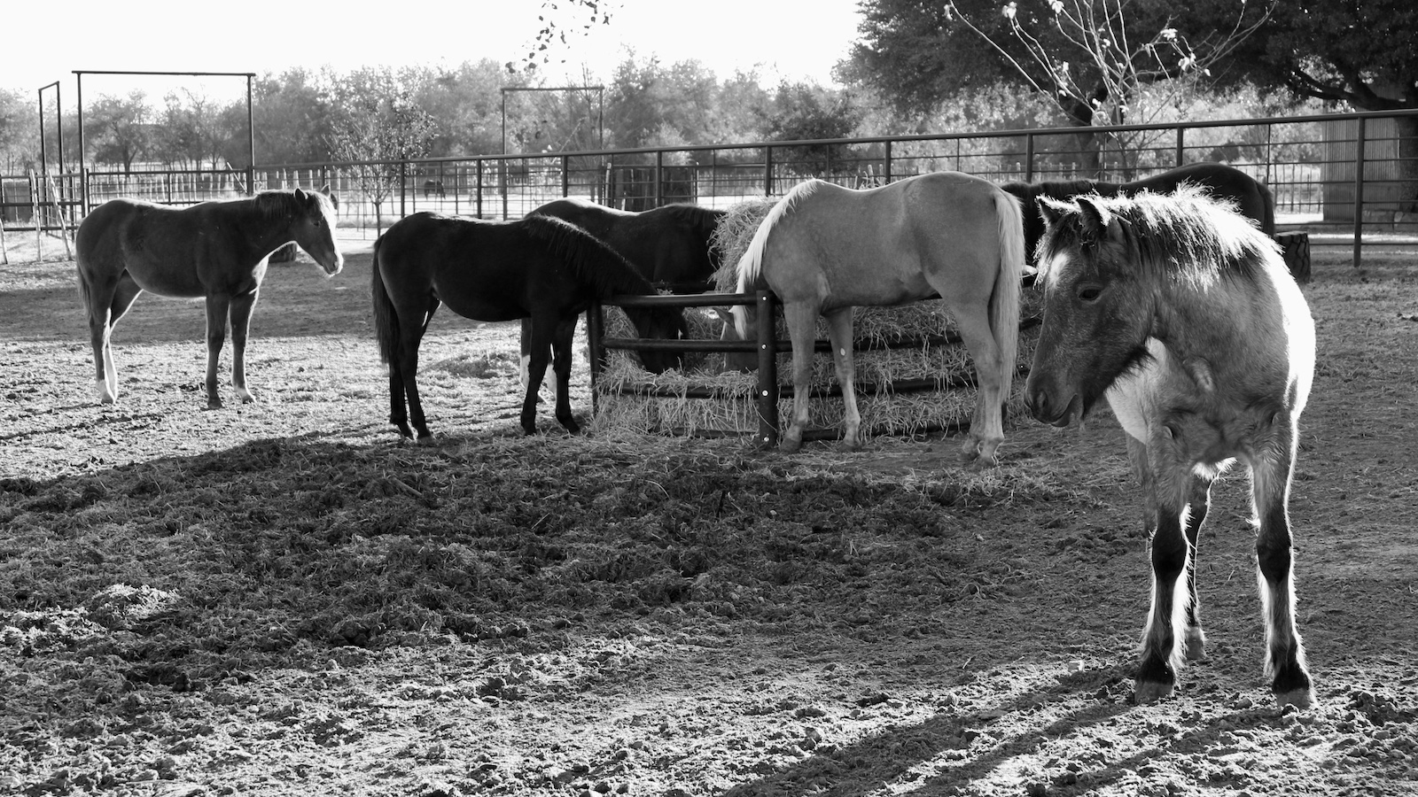 the babysitter horses