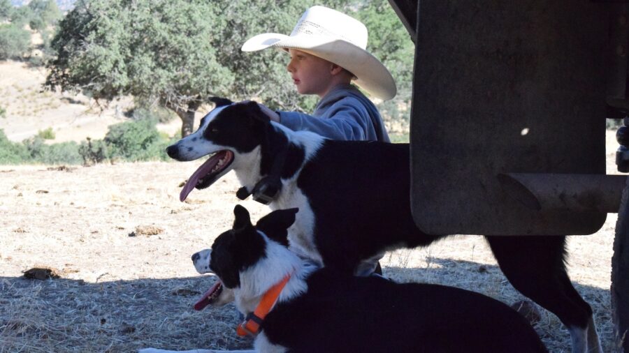 Jolyn Young's son and two dogs
