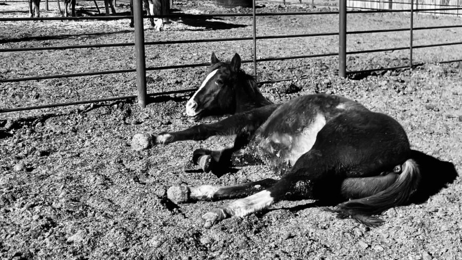 black and white photo of a horse on its side