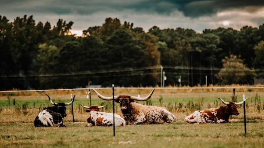 The Young-Outlaw Ranch has both Hereford-Angus cattle and a herd of Texas Longhorns.