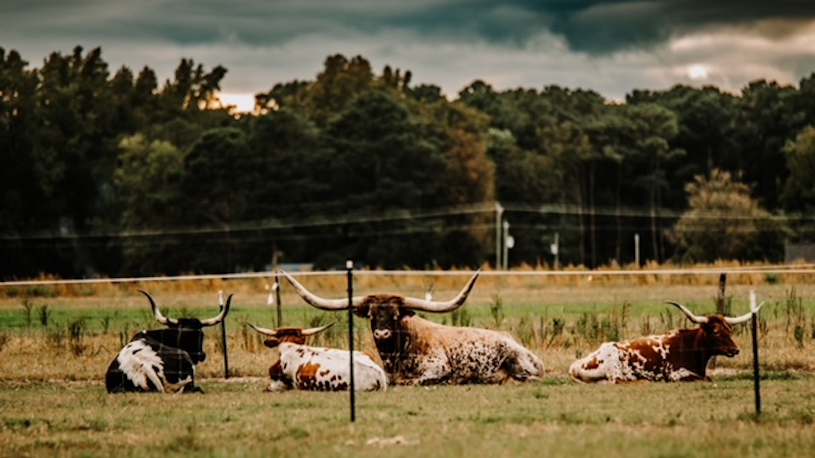The Young-Outlaw Ranch has both Hereford-Angus cattle and a herd of Texas Longhorns.