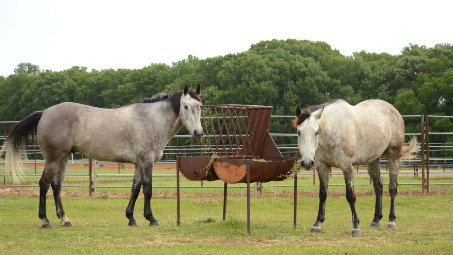 Two gray horses standing around a hay feeder in a lush green pasture