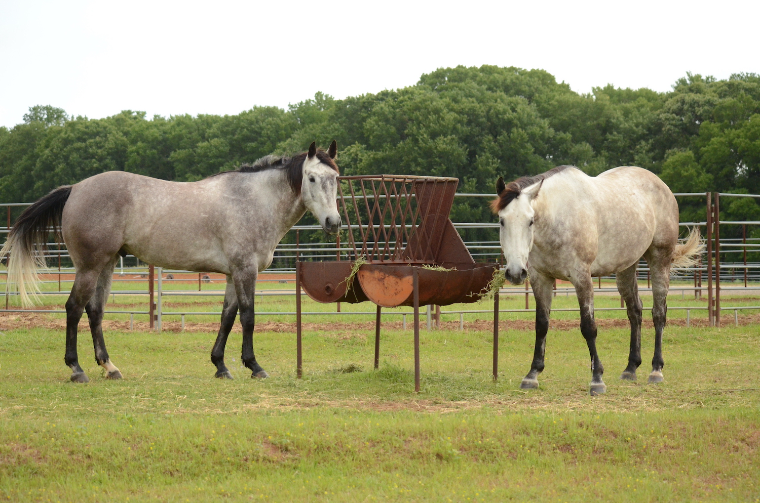 Two gray horses standing around a hay feeder in a lush green pasture
