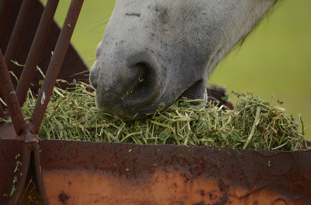How can you know if your “easy keeper” horse is headed toward a potentially serious disease like laminitis or Equine Metabolic Syndrome (EMS)?