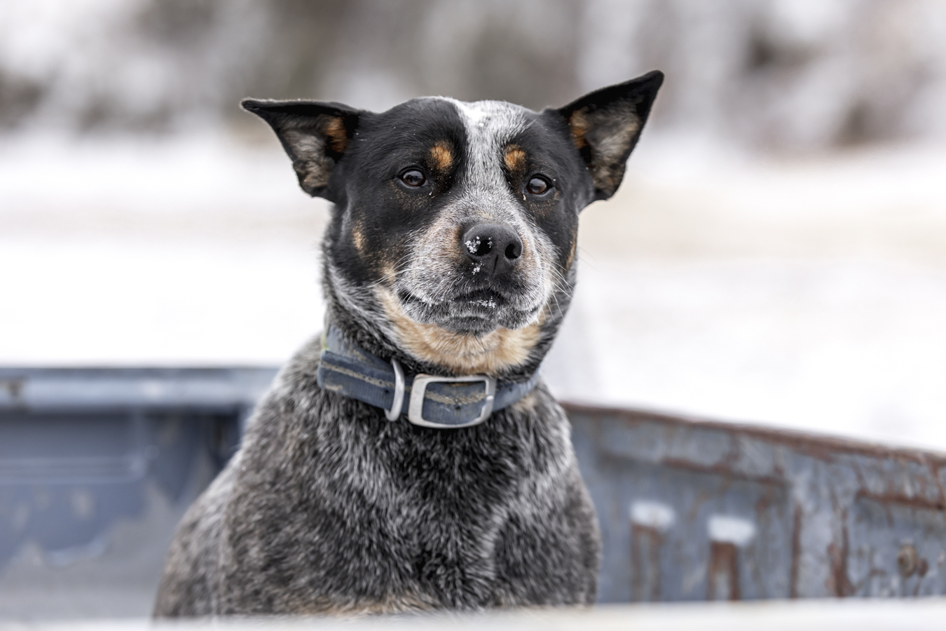 our blue heeler dog, Angus