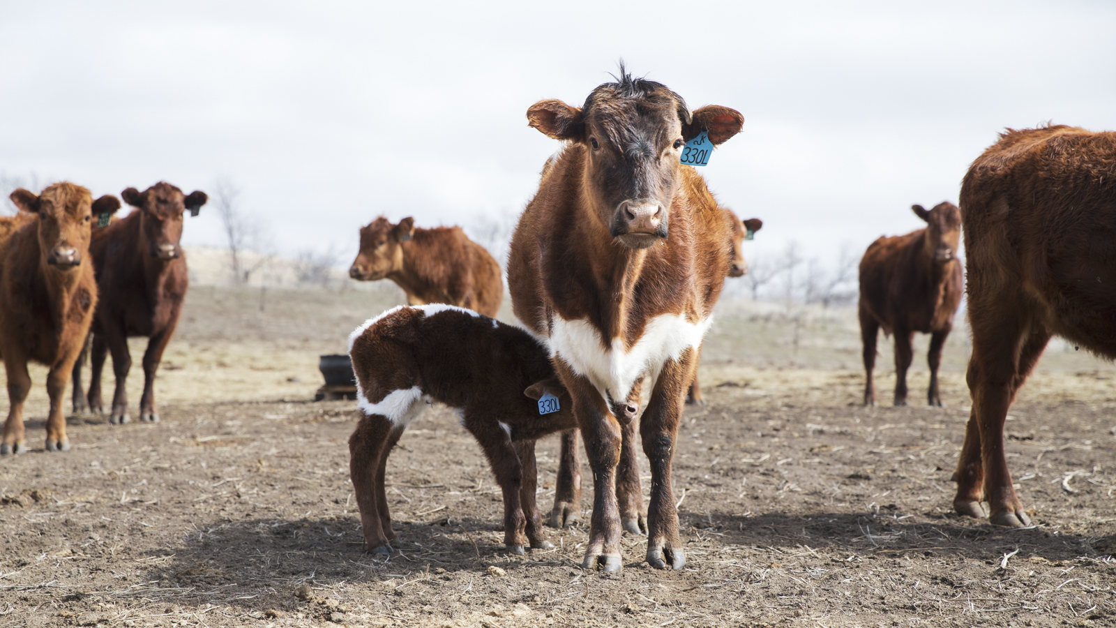 photo of cow calf