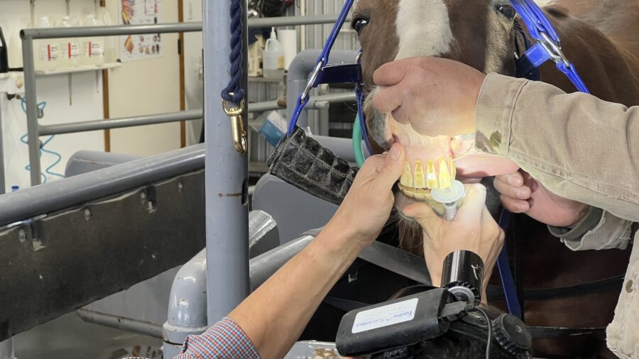 equine dentistry